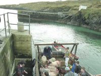 Sheep arriving on Inishturk. . - Lyons0009078.jpg  Sheep arriving on Inishturk. (Neg 5) : 19921004 Inish Turk 14.tif, Inish Turk, Lyons collection