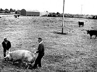 Benson family Kiltimagh, June 1968 . - Lyons0017944.jpg  Benson family Kiltimagh, June 1968 . : 19680621, 19680621 Benson family Kiltimagh 3.tif, 19680621 Bensons family Kiltimagh 3.tif, 3.tif, Benson, Bensons, collection, family, Farmers, Farmers Journal, Journal, Kiltimagh, Lyons, Lyons collection