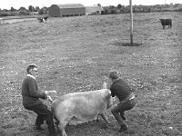 Benson family Kiltimagh, June 1968 . - Lyons0017947.jpg  Benson family Kiltimagh, June 1968 . : 19680621, 19680621 Benson family Kiltimagh 6.tif, 19680621 Bensons family Kiltimagh 6.tif, 6.tif, Benson, Bensons, collection, family, Farmers, Farmers Journal, Journal, Kiltimagh, Lyons, Lyons collection