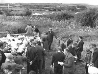 Louisburgh Show, August 1967. - Lyons0018286.jpg  Louisburgh Show, August 1967. : 1967 Misc, 19670816 Louisburg Show 4.tif, 19670816 Louisburgh Show 4.tif, Louisburgh, Lyons collection