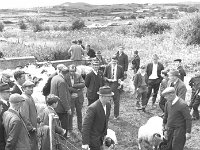 Louisburgh Show, August 1967. - Lyons0018287.jpg  Louisburgh Show, August 1967. : 1967 Misc, 19670816 Louisburg Show 5.tif, 19670816 Louisburgh Show 5.tif, Louisburgh, Lyons collection