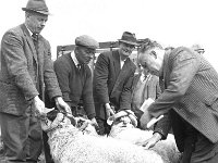 Louisburgh Show, August 1967. - Lyons0018290.jpg  Louisburgh Show, August 1967. : 1967 Misc, 19670816 Louisburg Show 8.tif, 19670816 Louisburgh Show 8.tif, Louisburgh, Lyons collection