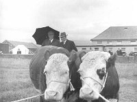 Louisburgh Show, August 1967. - Lyons0018294.jpg  Louisburgh Show, August 1967. : 1967 Misc, 19670816 Louisburg Show 17.tif, 19670816 Louisburgh Show 12.tif, Louisburgh, Lyons collection