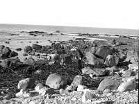 Louisburgh beaches, bounty hunters, January 1987. - Lyons0018485.jpg  Barry Gafney and Tom Heaney gathering searods among the rocks. Louisburgh beaches, bounty hunters, January 1987. : 19870124 Bounty Hunters 5.tif, Farmers Journal, Louisburgh, Lyons collection