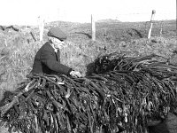 Louisburgh beaches, bounty hunters, January 1987. - Lyons0018486.jpg  Tom Heaney examing the quality of the searods.  Louisburgh beaches, bounty hunters, January 1987. : 19870124 Bounty Hunters 6.tif, Farmers Journal, Louisburgh, Lyons collection