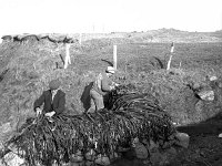 Louisburgh beaches, bounty hunters, January 1987. - Lyons0018487.jpg  Tom Heaney and Barry Gafney stacking searods for drying. Louisburgh beaches, bounty hunters, January 1987. : 19870124 Bounty Hunters 7.tif, Farmers Journal, Louisburgh, Lyons collection