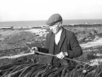 Louisburgh beaches, bounty hunters, January 1987. - Lyons0018489.jpg  Tom Heaney looking at a searod. Louisburgh beaches, bounty hunters, January 1987. : 19870124 Bounty Hunters 9.tif, Farmers Journal, Louisburgh, Lyons collection