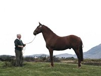 Patrick O'Reilly's sire, Louisburgh, February 1996.. - Lyons0018565.jpg  Patrick O'Reilly's sire, Louisburgh, February 1996. : 19960229 Patrick O'Reilly's Sire.tif, Louisburgh, Lyons collection