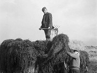 Clew Bay Seaweed plant, November 1969. - Lyons0016394.jpg  Clew Bay Seaweed plant in Newport. Proprietor Myles Staunton, November 1969. : 19700223 Clew Bay Seaweed 4.tif, Lyons collection, Newport