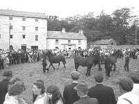 Newport Show, August 1972. - Lyons0016407.jpg  Showgrounds in Newport.  Showgrounds in Newport. Newport Show. : 19720830 Newport Show 3.tif, Farmers Journal, Lyons collection, Newport