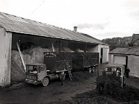 First load of seaweed from Skibereen, Newport, January 1973.. - Lyons0016427.jpg  First load of seaweed from Skibereen, Newport, January 1973.. : 19730129 Seaweed from Skibereen 1.tif, Lyons collection, Newport