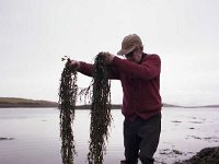 Seaweed at Kilmeena  1967. - Lyons0016452.jpg  Paddy Fadian looking at the quality of the seaweed for Myles Staunton, Kilmeena, December 1977. : 19771224 Seaweed at Kilmeena 1.tif, Lyons collection, Newport