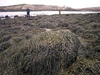 Seaweed at Kilmeena  1967. - Lyons0016453.jpg  Abundant crop of seaweed on the shores of  Kilmeena, December 1977. : 19771224 Seaweed at Kilmeena 2.tif, Lyons collection, Newport