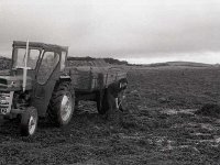 Seaweed harvesting at Murrisk shore, January 1979.. - Lyons0016460.jpg  Seaweed harvesting at Murrisk shore,  January 1979. : 19790126 Seaweed harvesting 2.tif, Lyons collection, Newport