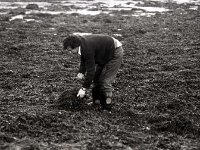 Seaweed harvesting at Murrisk shore, January 1979.. - Lyons0016461.jpg  Seaweed harvesting at Murrisk shore,  January 1979. : 19790126 Seaweed harvesting 3.tif, Lyons collection, Newport