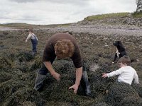 Clew bay Seaweed Ltd Newport, July 1980. - Lyons0016474.jpg  Liam Ryder with helpful young assistants harvesting seaweed forClew bay Seaweed Ltd Newport, July 1980. : 19800715 Clew Bay Seaweeds Ltd 5.tif, Lyons collection, Newport