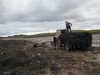 Clew bay Seaweed Ltd Newport, July 1980. - Lyons0016475.jpg  Harvesting on the shores of Clew Bay for Clew bay Seaweed Ltd Newport, July 1980. : 19800715 Clew Bay Seaweeds Ltd 6.tif, Lyons collection, Newport