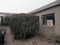 Clew bay Seaweed Ltd Newport, July 1980. - Lyons0016477.jpg  Clew bay Seaweed Ltd Newport, July 1980. : 19800715 Seaweed at Clewbay Seaweeds.tif, Lyons collection, Newport