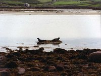 Seals in Newport Bay, - Lyons0016521.jpg  Seals in Newport Bay,