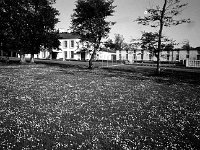 Belclare House, 1971. - Lyons00-21396.jpg  The field of daisies infront of Belclare House Hotel and apartments. : 197106 Belclare House 3.tif, Belclare House, Lyons collection