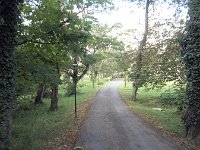 Belclare House, 1972. - Lyons00-21409.jpg  The attractive driveway into Belclare House. : 19720909 Attractive driveway to Belclare House.tif, Belclare House, Lyons collection