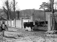 Belclare House, 1985. - Lyons00-21440.jpg  Belclare House in ruins. Cattle on the grounds of Belclare House. : 19850307 Belclare House in ruins 16.tif, Belclare House, Lyons collection