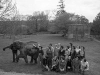 Galway group in Westport House with an elephant, May 1977 - Lyons0018924.jpg  Galway group in Westport House with an elephant, May 1977 : 197705 Galway group in Westport House with an elephant.tif, Lyons collection, Westport House
