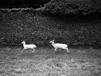 White deer at Westport House, March 1982 - Lyons0018996.jpg  White deer at Westport House, March 1982