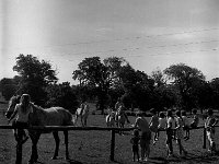 Westport House Riding School, July 1972. - Lyons0019258.jpg  Westport House Riding School, July 1972.