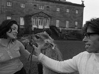 John Fosset's animals in Westport House, December 1972.. - Lyons0019261.jpg  John Fosset's animals in Westport House, December 1972.