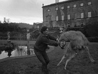 John Fosset's animals in Westport House, December 1972.. - Lyons0019266.jpg  John Fosset's animals in Westport House, December 1972.