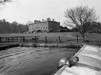New Zoo in Westport House with seal, March 1973 - Lyons0019272.jpg  New Zoo in Westport House with seal, March 1973