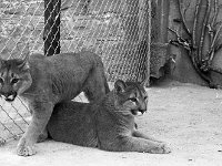 Animals at Westport House, March 1973 - Lyons0019278.jpg  Animals at Westport House, March 1973.  Lions' cubs. : 19730328 Animals at Westport House 2.tif, Lyons collection, Westport House