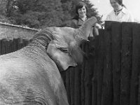 Animals at Westport House, March 1973 - Lyons0019282.jpg  Animals at Westport House, March 1973. Two young Westport girls admiring the elephant. : 19730328 Animals at Westport House 6.tif, Lyons collection, Westport House
