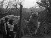 New animals arrive at Westport House, March 1974. - Lyons0019336.jpg  New animals arrive at Westport House, March 1974.