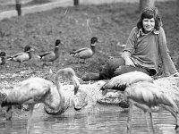 New animals arrive at Westport House, March 1974. - Lyons0019337.jpg  New animals arrive at Westport House, March 1974.
