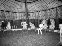 John Fossett's Circus at Westport House, June 1974 - Lyons0019345.jpg  John Fossett's Circus at Westport House, June 1974 : 19740627 John Fossett's Circus at Westport House 2.tif, Lyons collection, Westport House