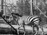 Zebra in Westport House Zoo, June 1976. - Lyons0019477.jpg  Zebra in Westport House Zoo, June 1976.