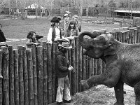Westport House Zoo, April 1977. - Lyons0019494.jpg  Westport House Zoo, April 1977. : 19770410 Animal trainer with the elephant.tif, Lyons collection, Westport House