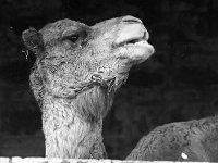 Westport House Zoo, April 1977. - Lyons0019496.jpg  Westport House Zoo, April 1977. : 19770410 Camel's face.tif, Lyons collection, Westport House