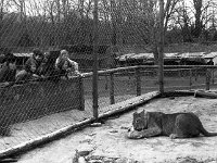 Westport House Zoo, April 1977. - Lyons0019497.jpg  Westport House Zoo, April 1977. : 19770410 Children watching a lioness at feeding time.tif, Lyons collection, Westport House
