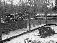 Westport House Zoo, April 1977. - Lyons0019498.jpg  Westport House Zoo, April 1977. : 19770410 Children watching two lions feeding at Westport House.tif, Lyons collection, Westport House