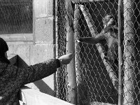 Westport House Zoo, April 1977. - Lyons0019500.jpg  Westport House Zoo, April 1977. : 19770410 Feeding the monkey.tif, Lyons collection, Westport House