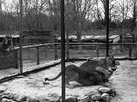 Westport House Zoo, April 1977. - Lyons0019501.jpg  Westport House Zoo, April 1977. : 19770410 Lions - play time.tif, Lyons collection, Westport House