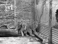 Three new lions at Westport House zoo, April 1980. - Lyons0019575.jpg  Three new lions at Westport House zoo, April 1980