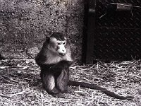 Animals in  Zoo at Westport House, September 1983. - Lyons0019627.jpg  Animals in  Zoo at Westport House, September 1983