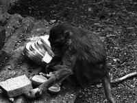 Animals in  Zoo at Westport House, September 1983. - Lyons0019631.jpg  Animals in  Zoo at Westport House, September 1983