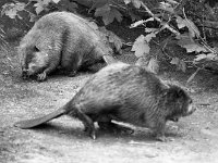 Two beavers in Westport House Zoo, June 1984. - Lyons0019635.jpg  Two beavers in Westport House Zoo, June 1984.