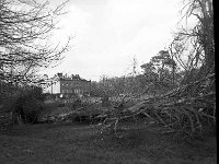 Fallen trees at Westport House, February 1990. - Lyons0019698.jpg  Fallen trees at Westport House, February 1990.