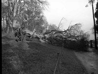 Fallen trees at Westport House, February 1990. - Lyons0019699.jpg  Fallen trees at Westport House, February 1990.